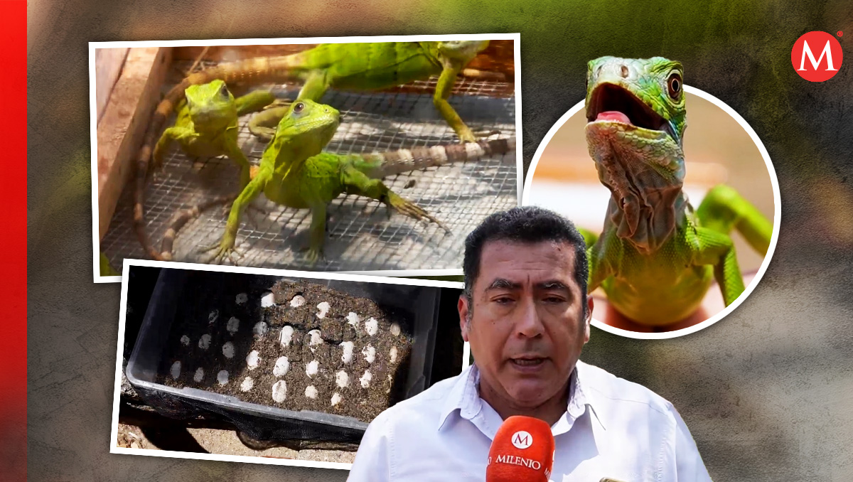 Estudiantes oaxaqueños reciben reconocimiento por su labor en la preservación de especies en peligro | Diseño: Margarita Salmorán