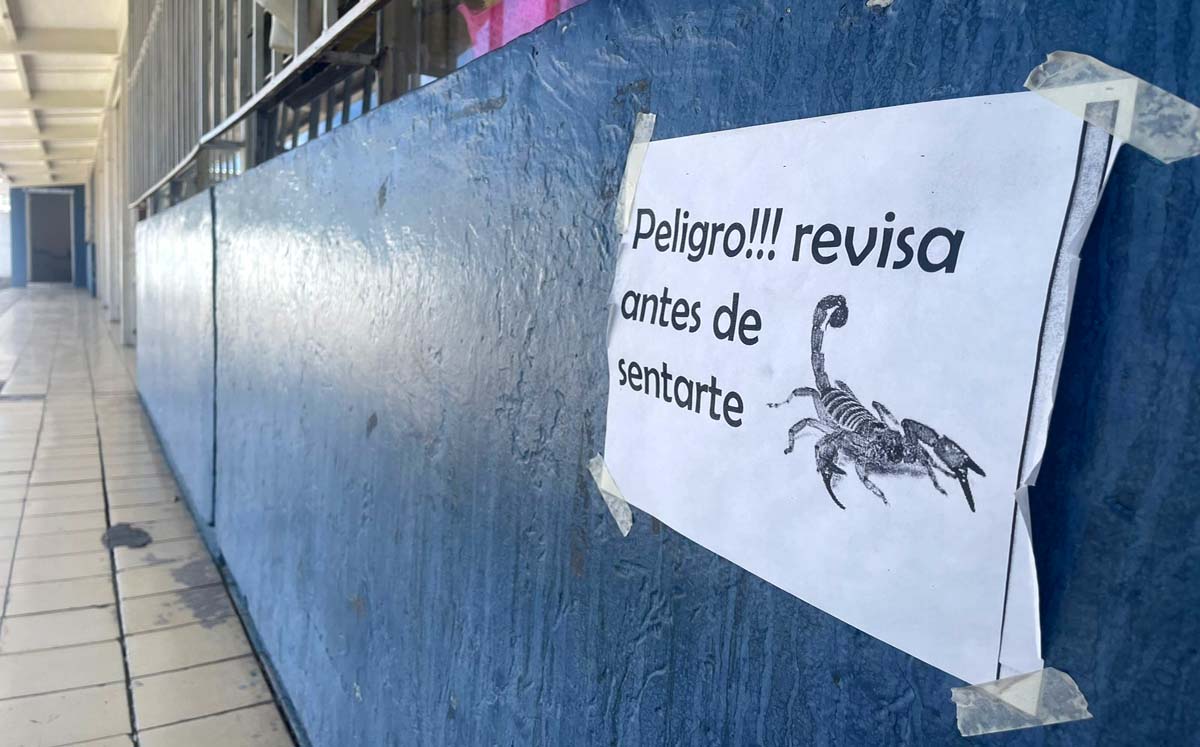 Primaria de Durango, con problemas por alacranes. l Especial