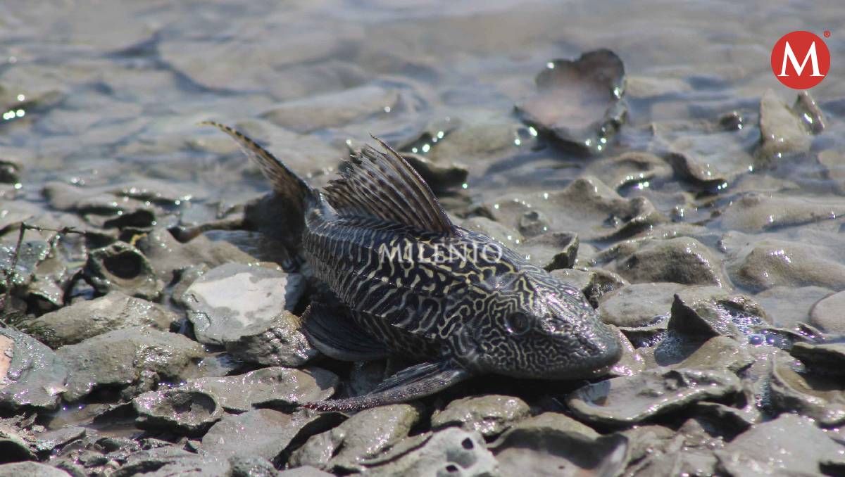 Sequía acaba hasta con el pez diablo en sistema lagunario de Tampico. (Yazmín Sánchez)