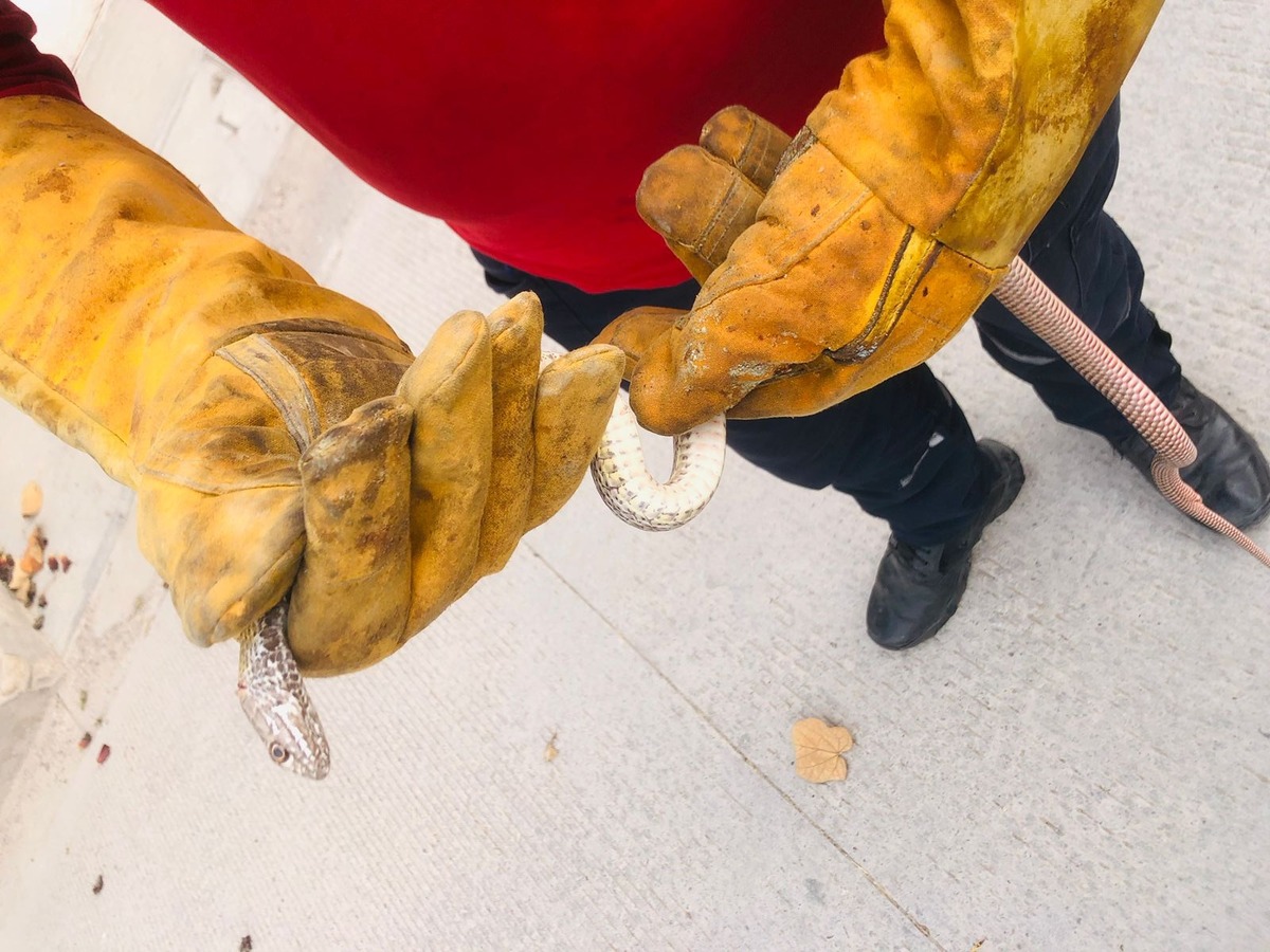 Serpiente fue capturada por bomberos.