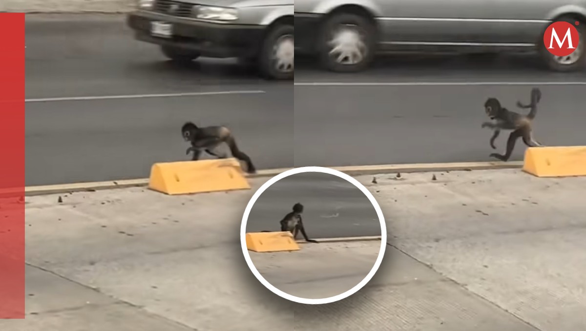 Mono es captado en carril de la Ecovía en Monterrey / Especial