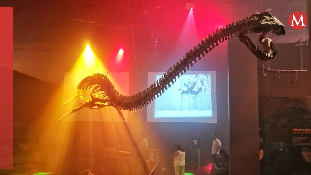 Películas, talleres y amonita en el Tamux por el Día del Museo