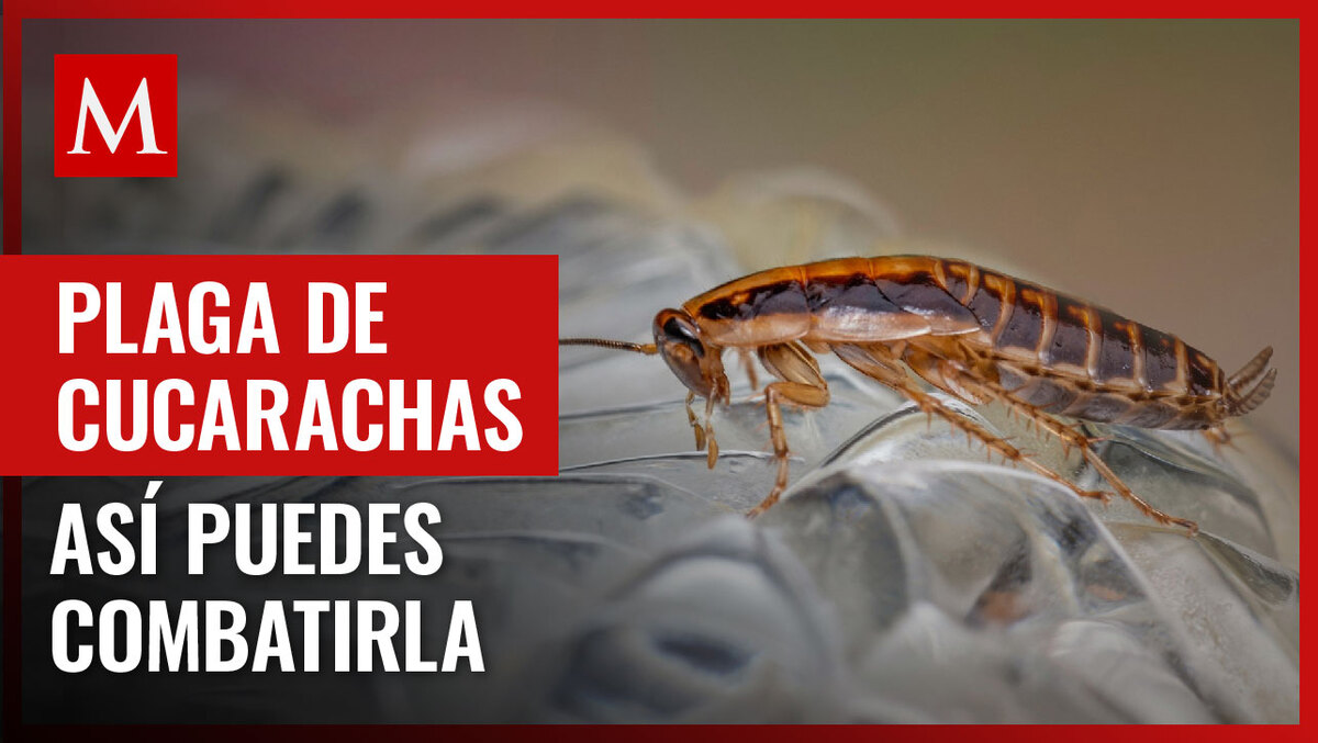 Las cucarachas aparecen mayormente durante la época de calor; te contamos cómo deshacerte de ellas