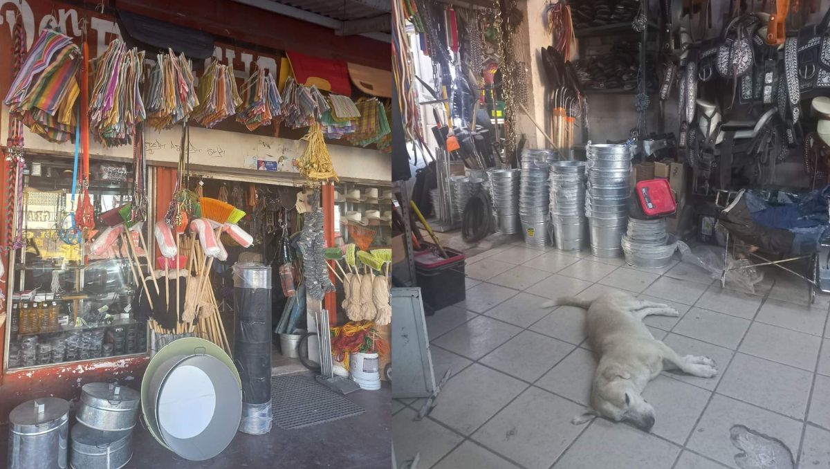 Dejan entrar a perritos al Mercado Juárez de San Pedro ante calor. (Especial)
