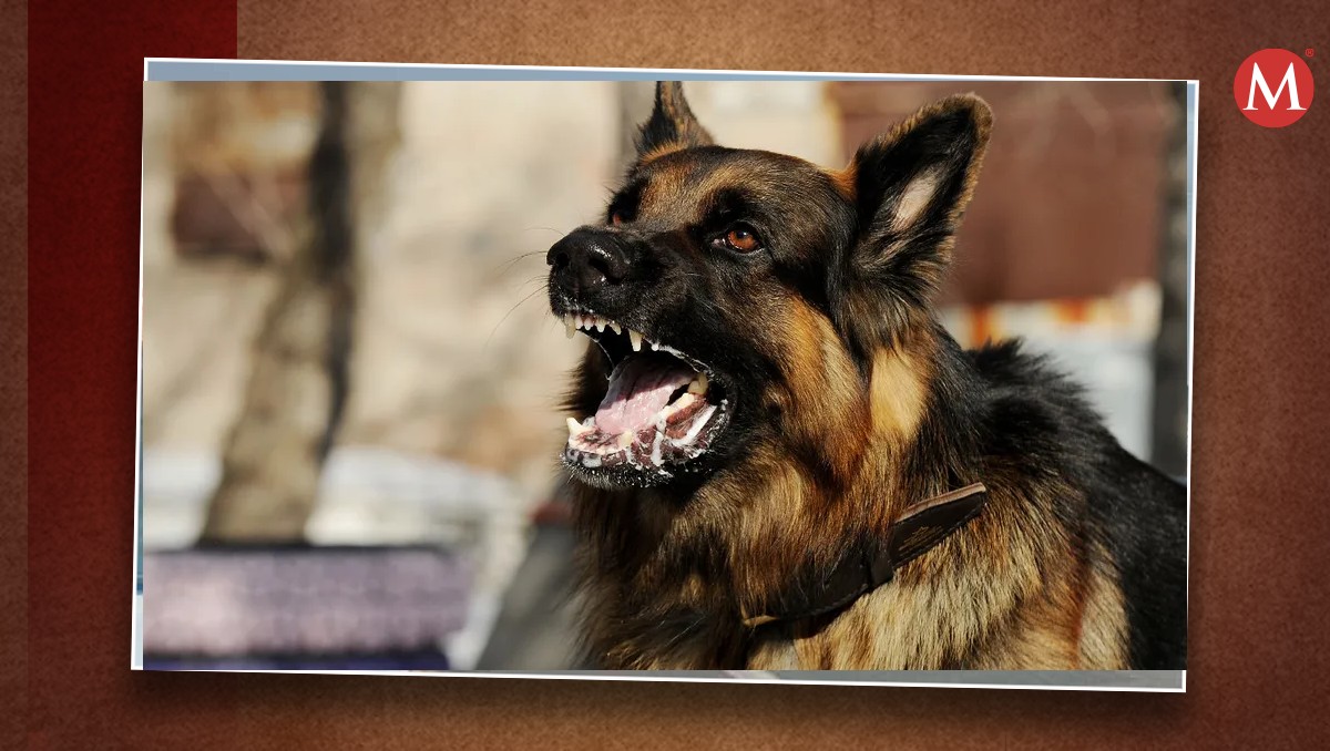 Rabia canina.