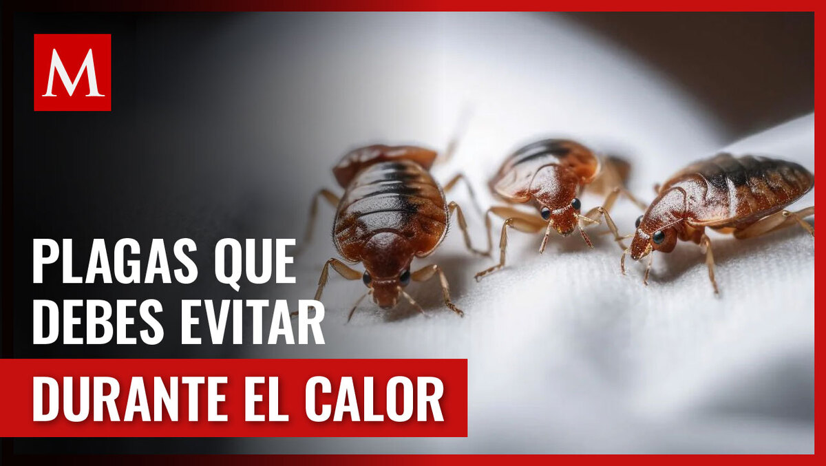 Además de las cucarachas, existen otras plagas de las que debes cuidarte en esta temporada