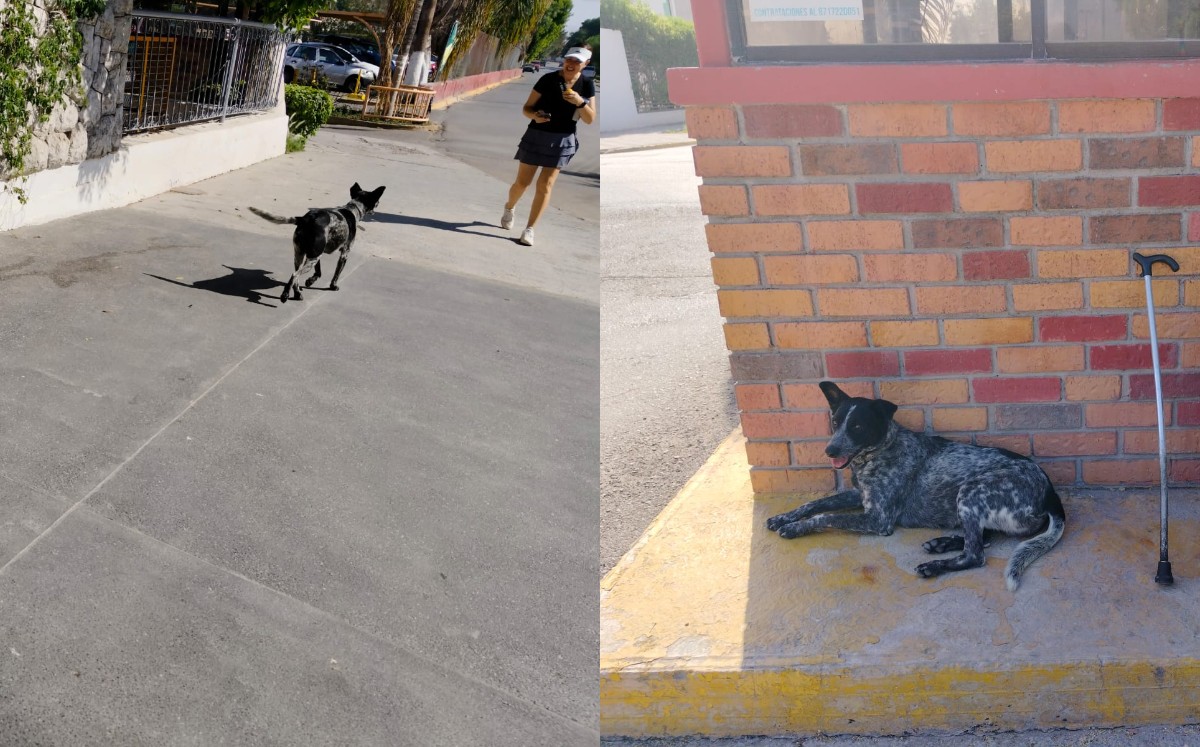 Manchas, perrito miembro de un club social. l Especial