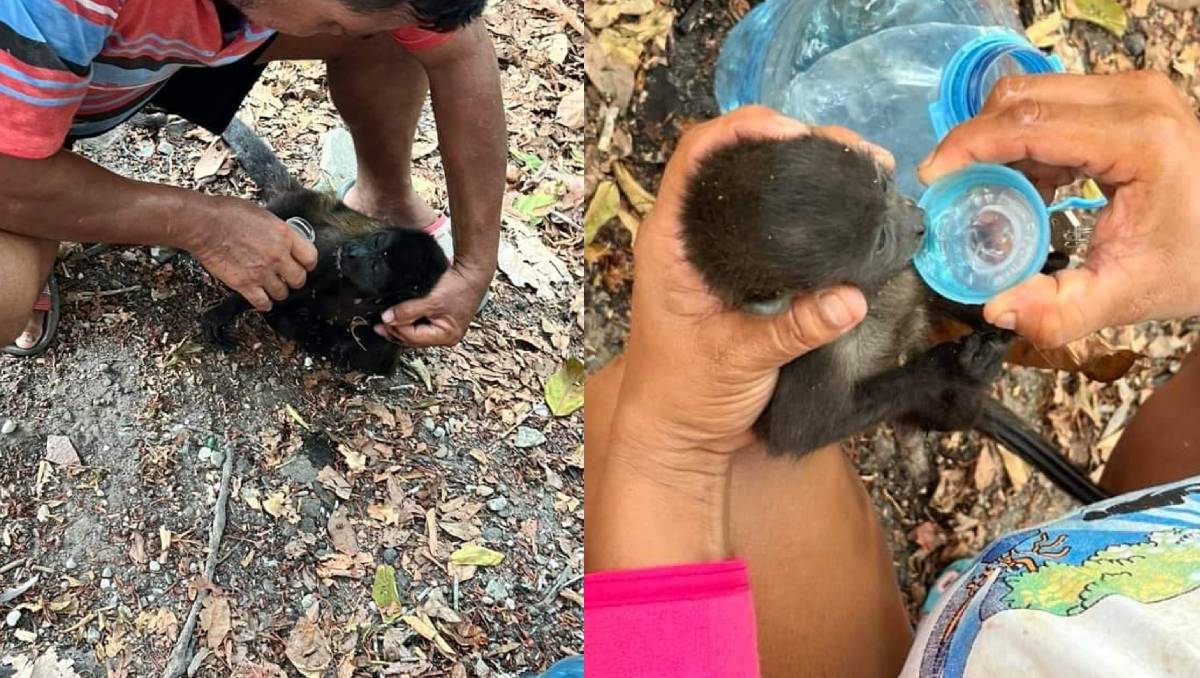 Los monos saraguatos se encuentran en peligro de extinión desde 2000 (Especial)