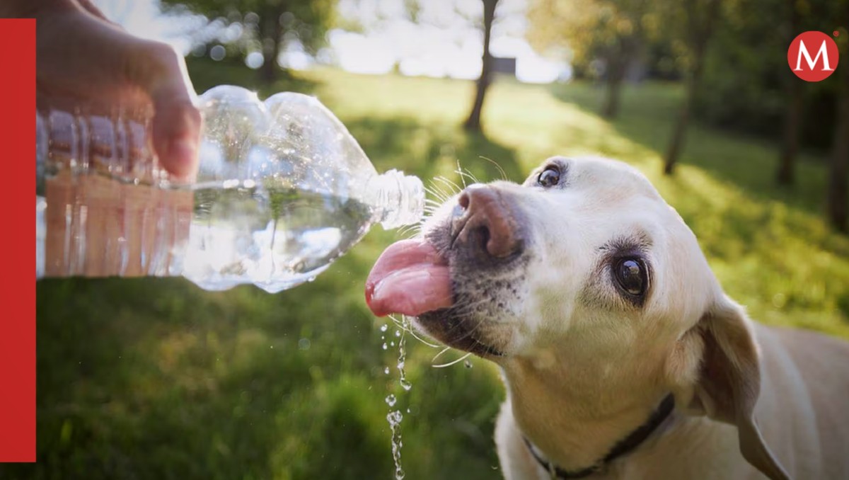 Cuida a tu mascota de quemaduras del sol y golpes de calor con estos consejos
