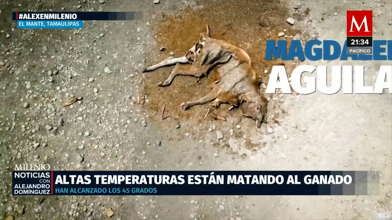Ganaderos de El Mante, Tamaulipas, claman por apoyo federal ante crisis hídrica