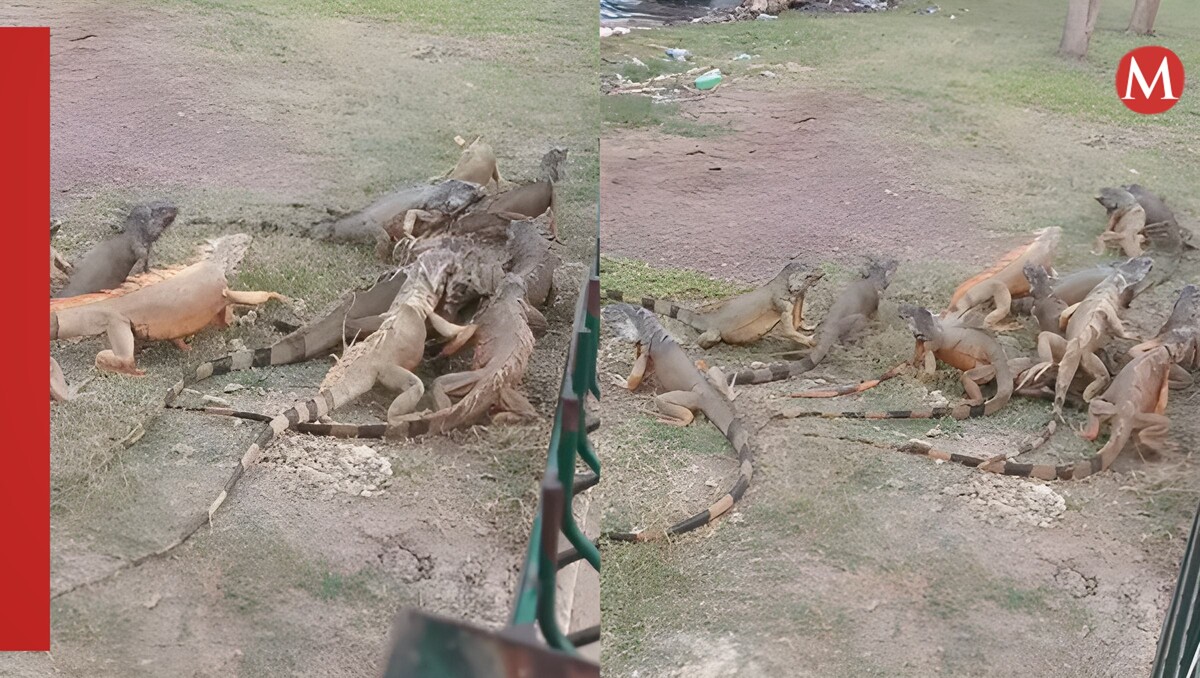 Graban enormes iguanas en Laguna del Carpintero, video se vuelve viral