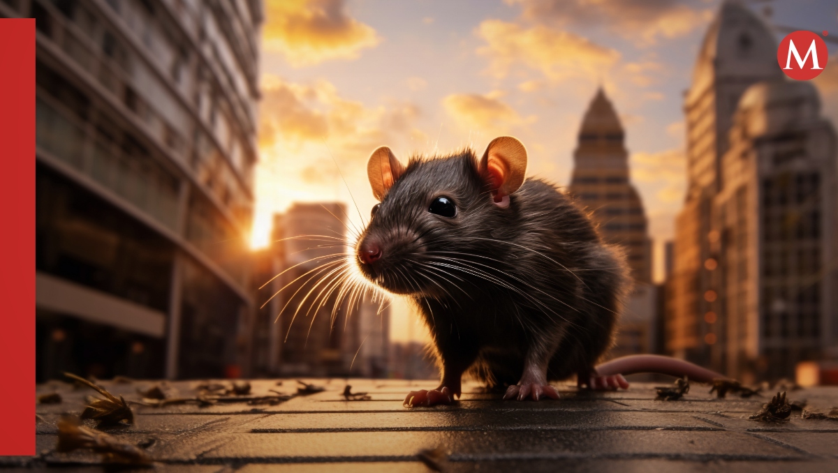 Nueva York tendrá cumbre sobre el problema de ratas urbanas