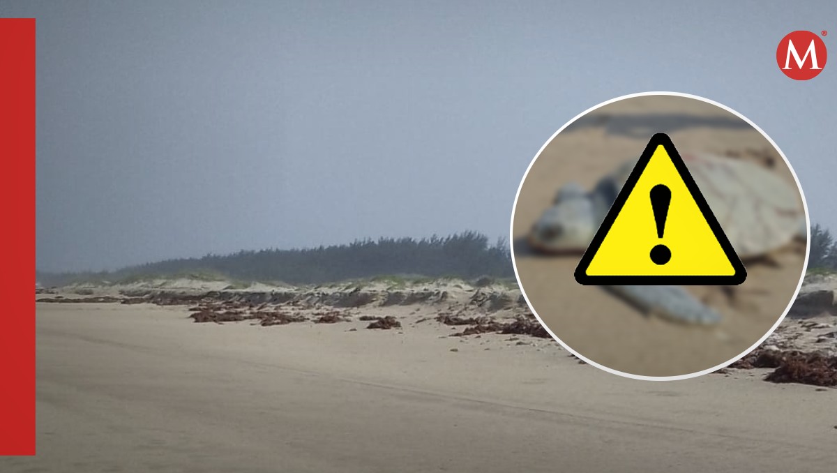 Tortuga resulta lesionada por atropellamiento en playa Miramar. (Especial)