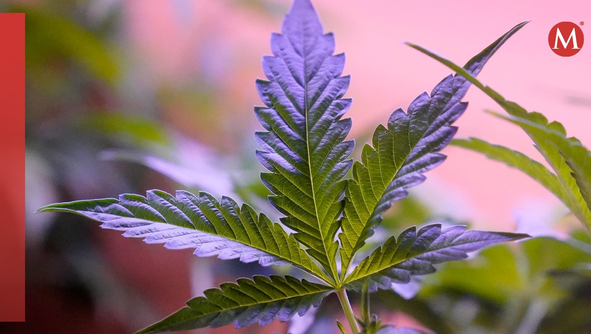 Cada vez más estadunidenses aplican el 'smoke weed everyday'. | AP