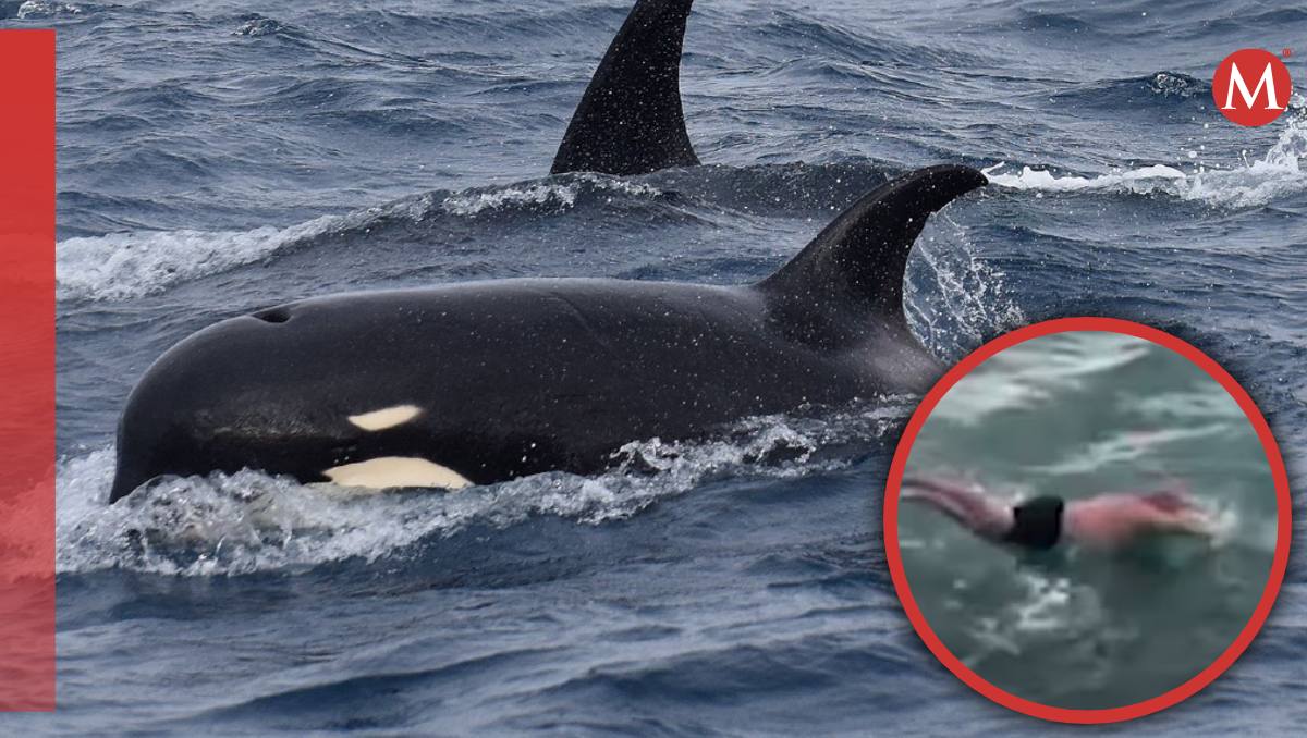 Hombre saltó a una orca desde un barco | Especial