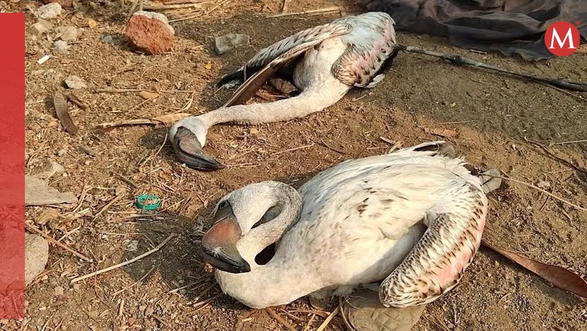 Los flamencos fueron encontrados muertos en una carretera. | Especial
