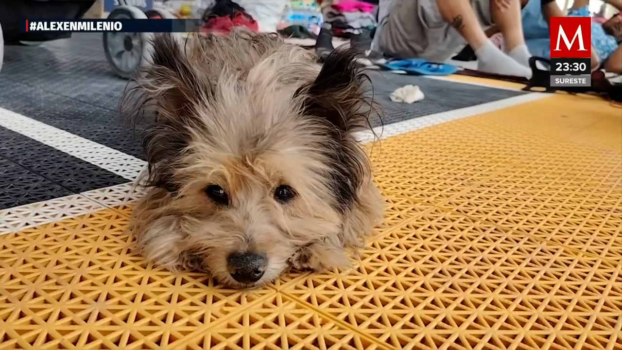 Migrante con discapacidad viaja a Estados Unidos con su mascota 'Princesa'