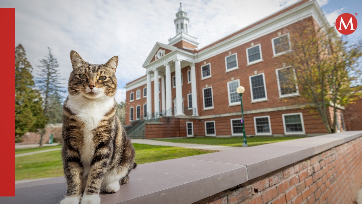 La universidad Vermont, de Estados Unidos, le otorgó un doctorado honorífico a un gato | AP