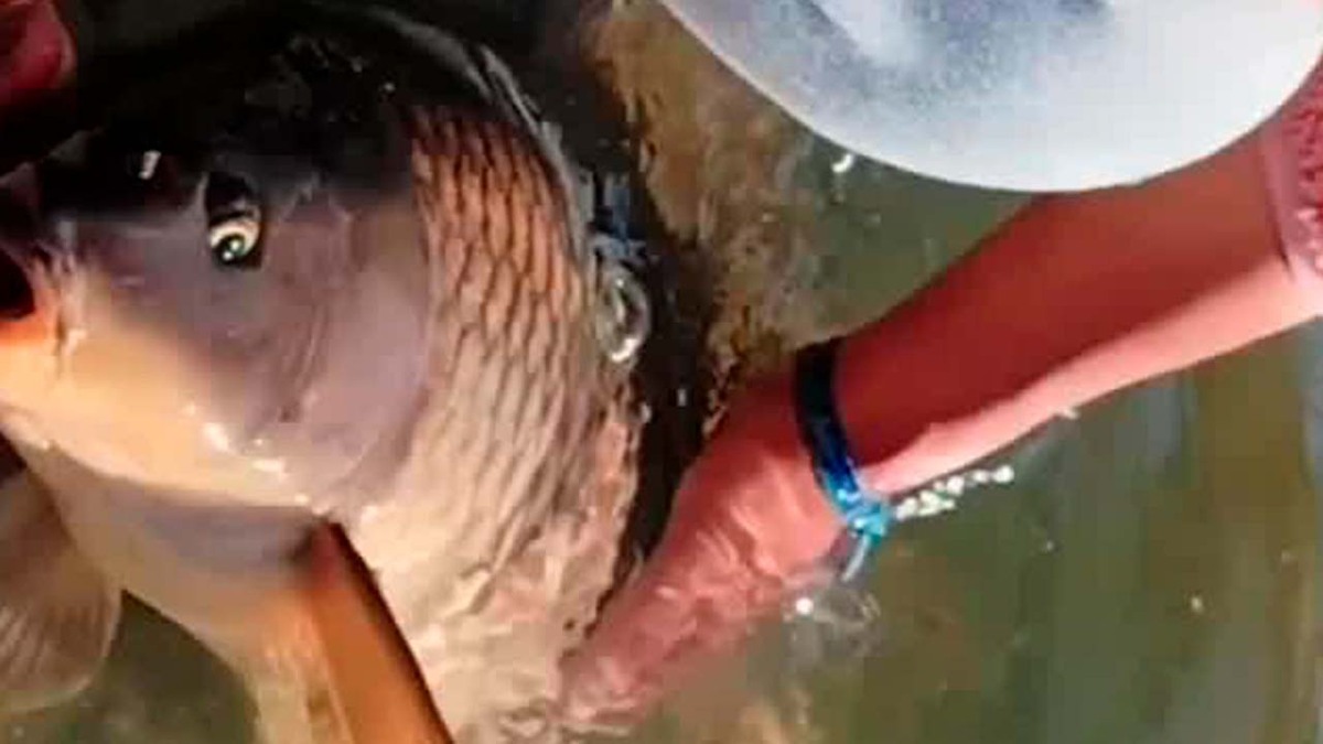Conagua investiga la muerte de peces en San Bernardino, Puebla