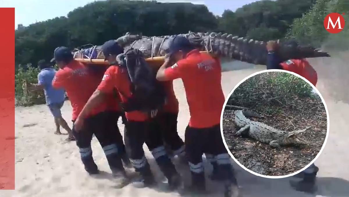 El animal tuvo que ser cargado por seis elementos de Protección Civil. | Especial