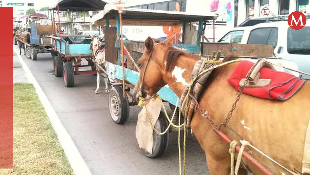 Exigen a autoridades retiro de caballos a carretoneros de Madero