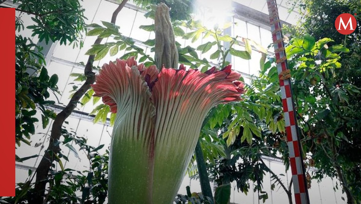 El fuerte olor a carne podrida es utilizada por la planta para atraer a polinizadores. | AFP