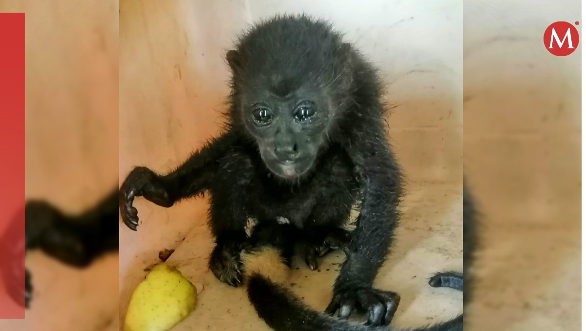 Monos saraguatos mueren debido a altas temperaturas. (Foto: Especial)