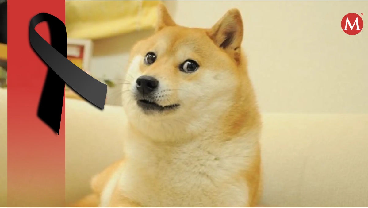 Muere Kabosu, la perrita japonesa de los memes virales | ESPECIAL