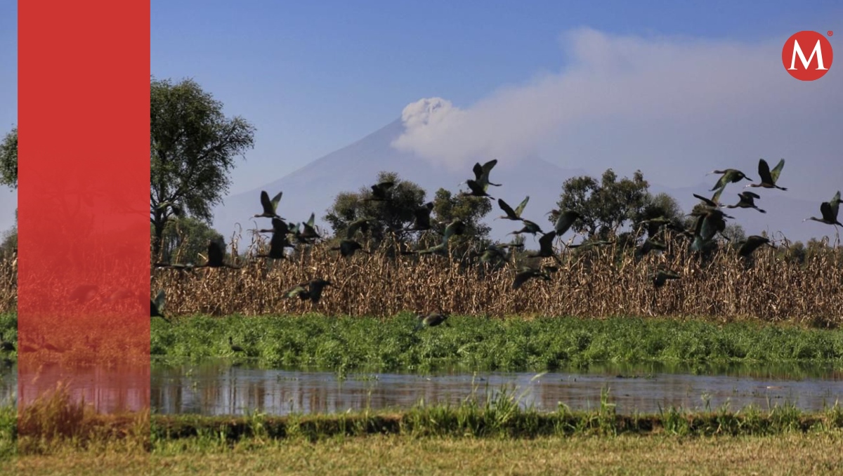 Popocatépetl HOY: Actividad registrada 24 de mayo de 2024 | EN VIVO | Andrés Lobato