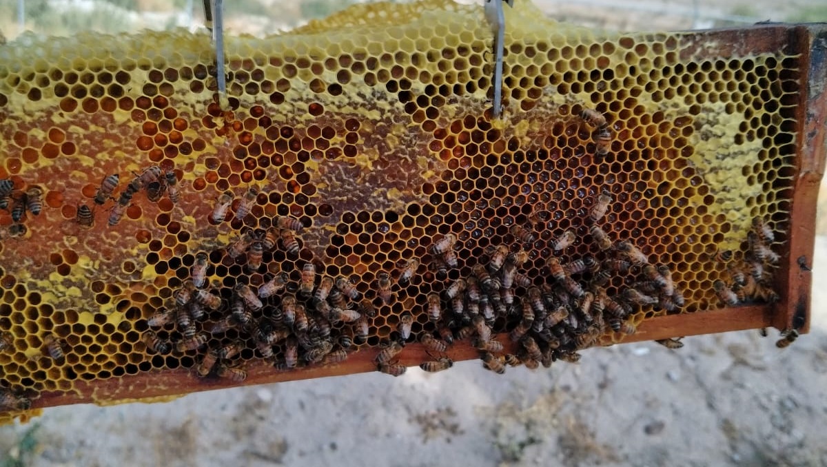 Desde la universidad se trabaja para cuidarlas ya que brindan grandes beneficios ambientales. (cortesía)