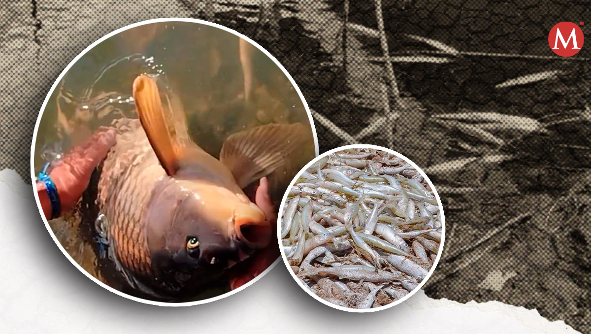 Desesperación en San Bernardino Lagunas por mortandad masiva de peces | Especial