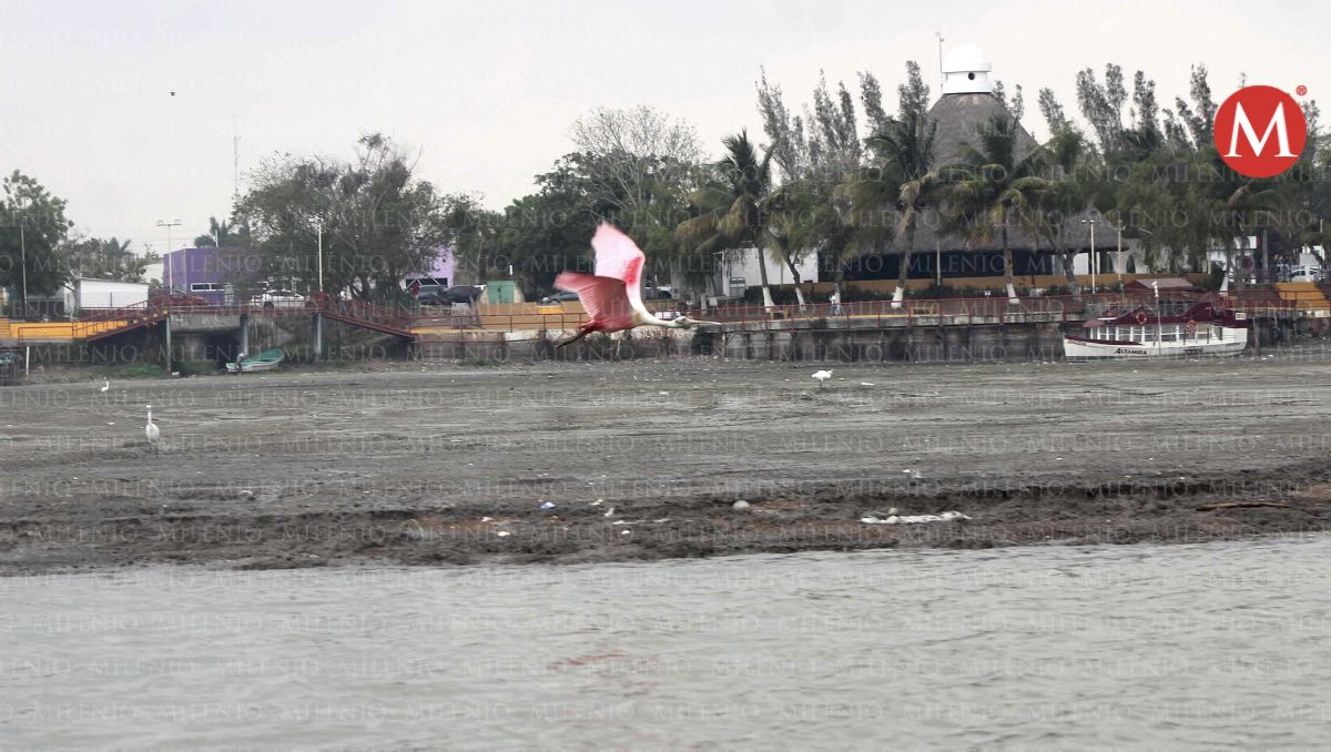 Laguna Champayán en Altamira con bajo nivel. (Yazmín Sánchez)