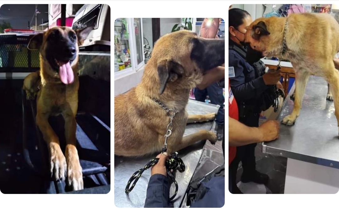 Perrito policía de Tizayuca, quien fue atendido tras sufrir una caída. (Especial)