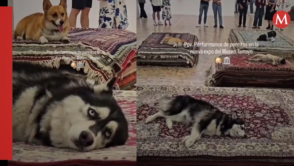 En redes, varios internautas criticaron al museo por un performance de su exposición actual. / Capturas