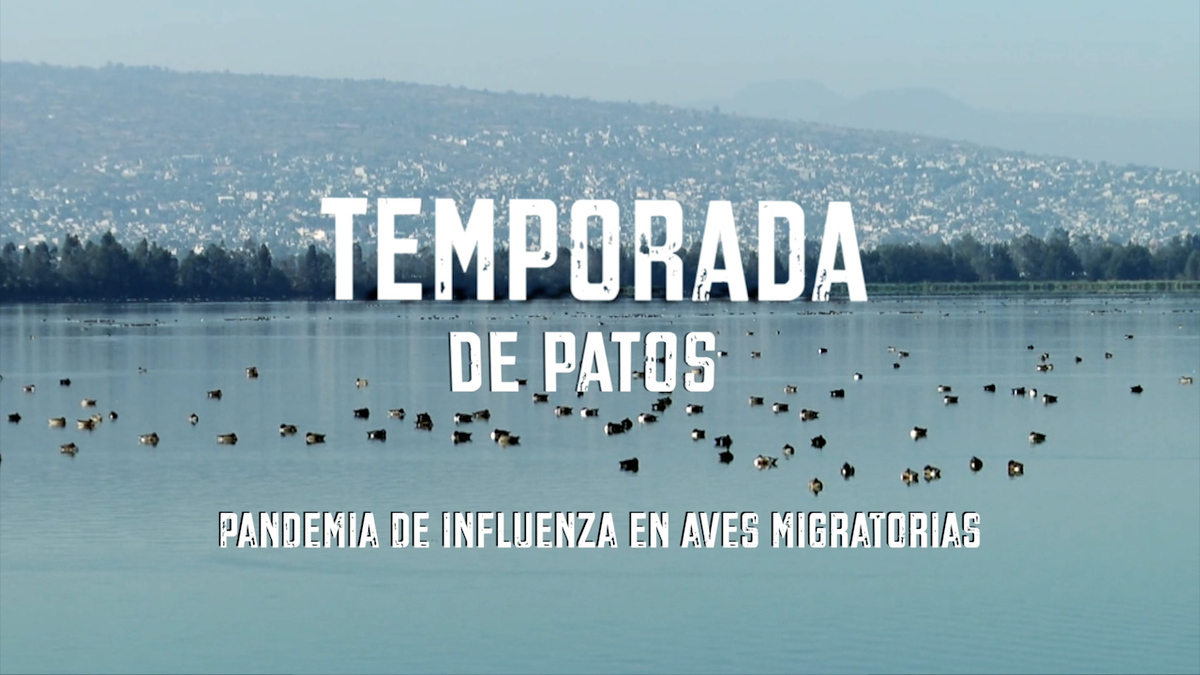 Temporada de patos, pandemia de influenza en aves migratorias | Especiales Milenio