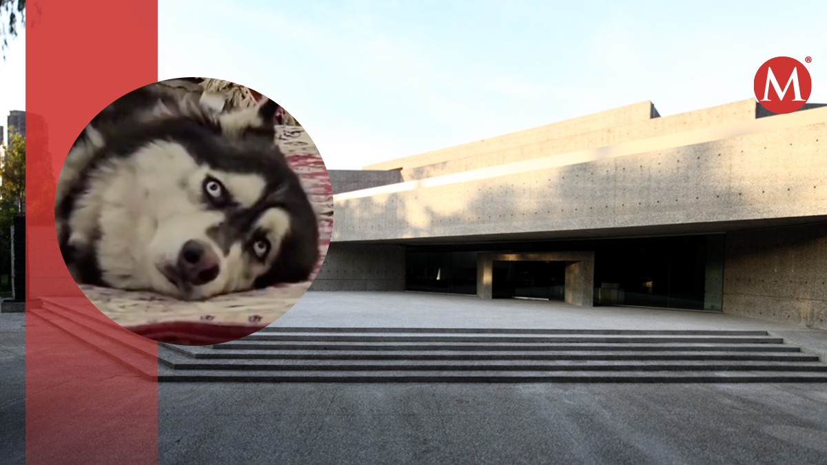 Museo Tamayo tachado de abusivo contra perritos. | ESPECIAL