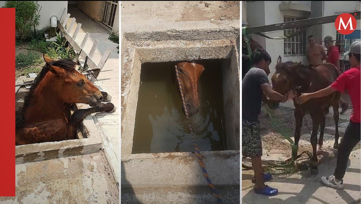 Así fue el rescate del caballo atrapado en cisterna en Altamira
