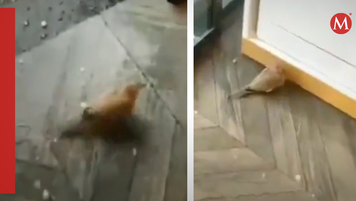 El video lo compartió hoy una cuenta de X, donde se volvió viral | Capturas