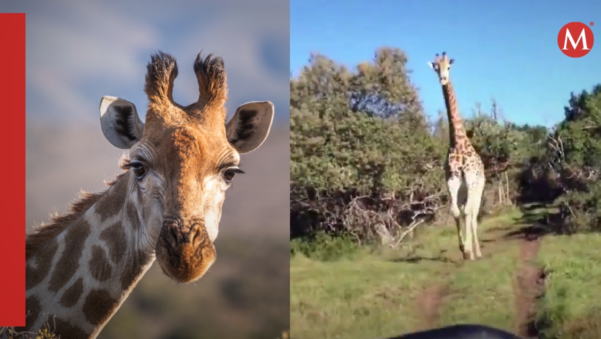 Jirafa causa terror y persigue a turistas