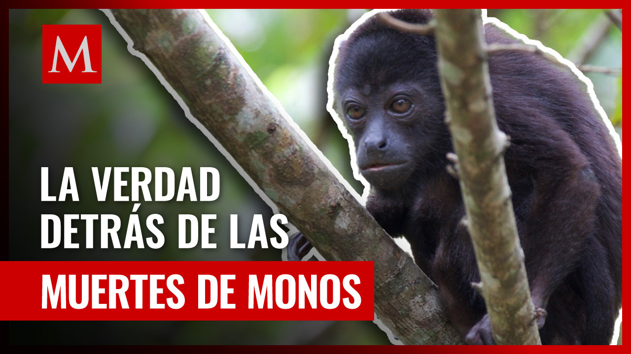 Muerte de monos saraguatos pudo ser por una razón diferente al calor
