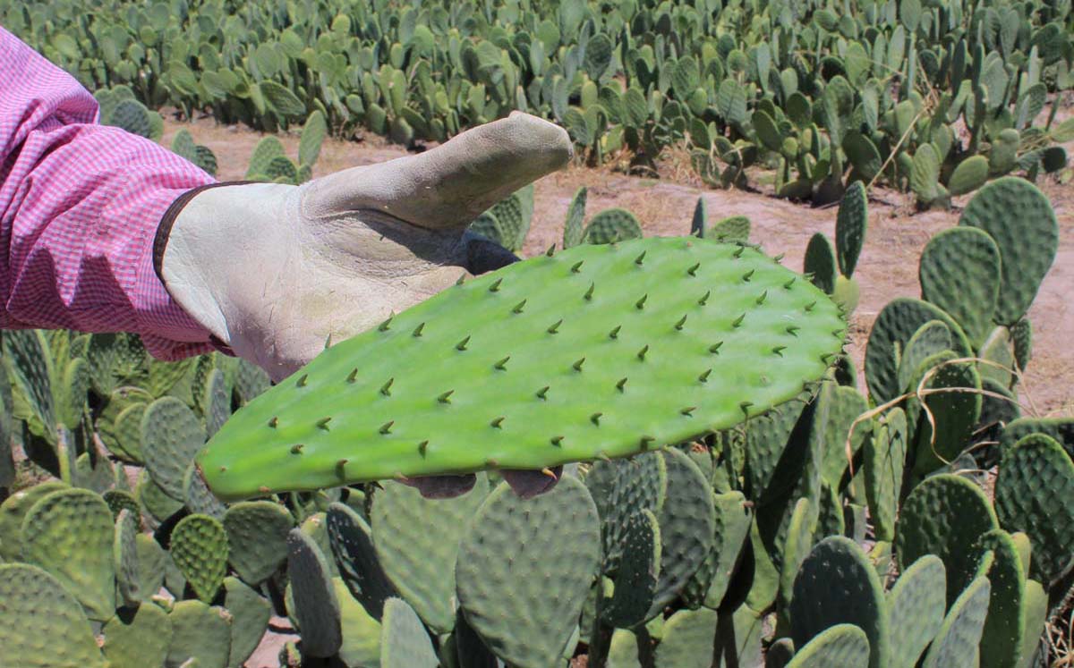 Cultivo de nopal. l Roberto Amaya