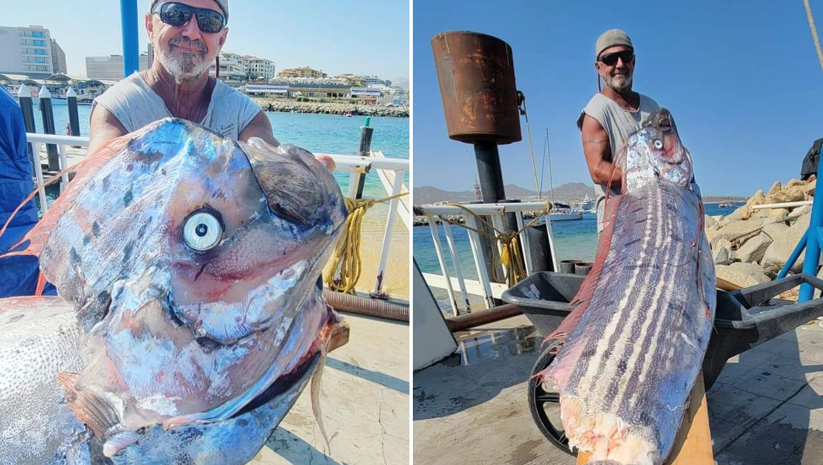 El pez remo fue localizado por hombres dedicados a la pesca deportiva cerca de BCS. | Especial