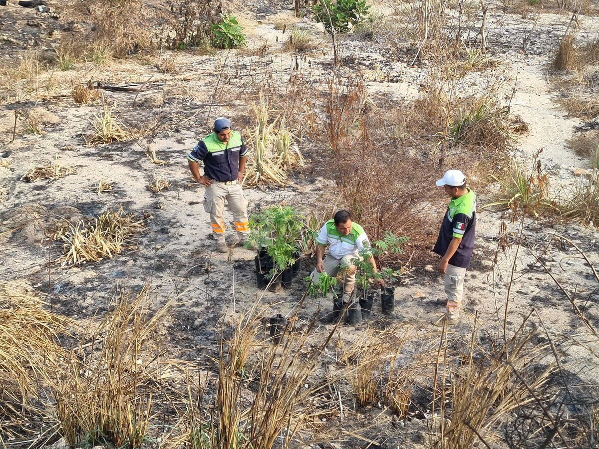 Voluntarios y autoridades unen fuerzas para reforestar la Costa de Oaxaca | Especial
