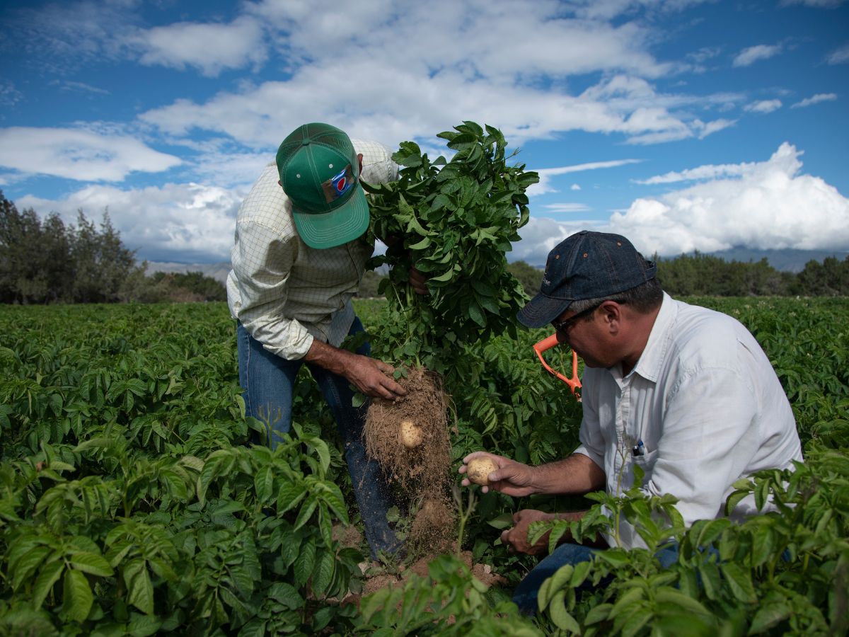¿De dónde son las papas con las que se hacen las Sabritas? Esto dijo la empresa: Especial