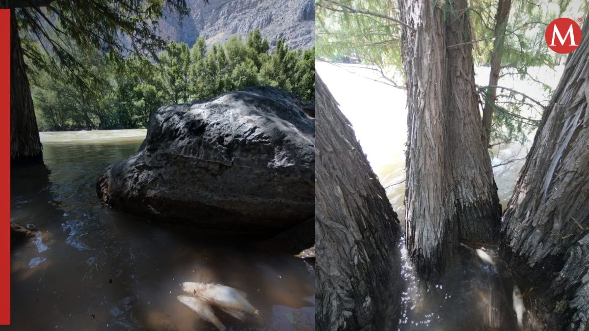 Fauna acuática del río Nazas. | Luis Alatorre