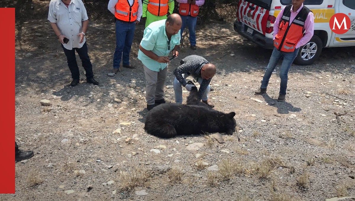 Hallan oso muerto en carretera de Tamaulipas.