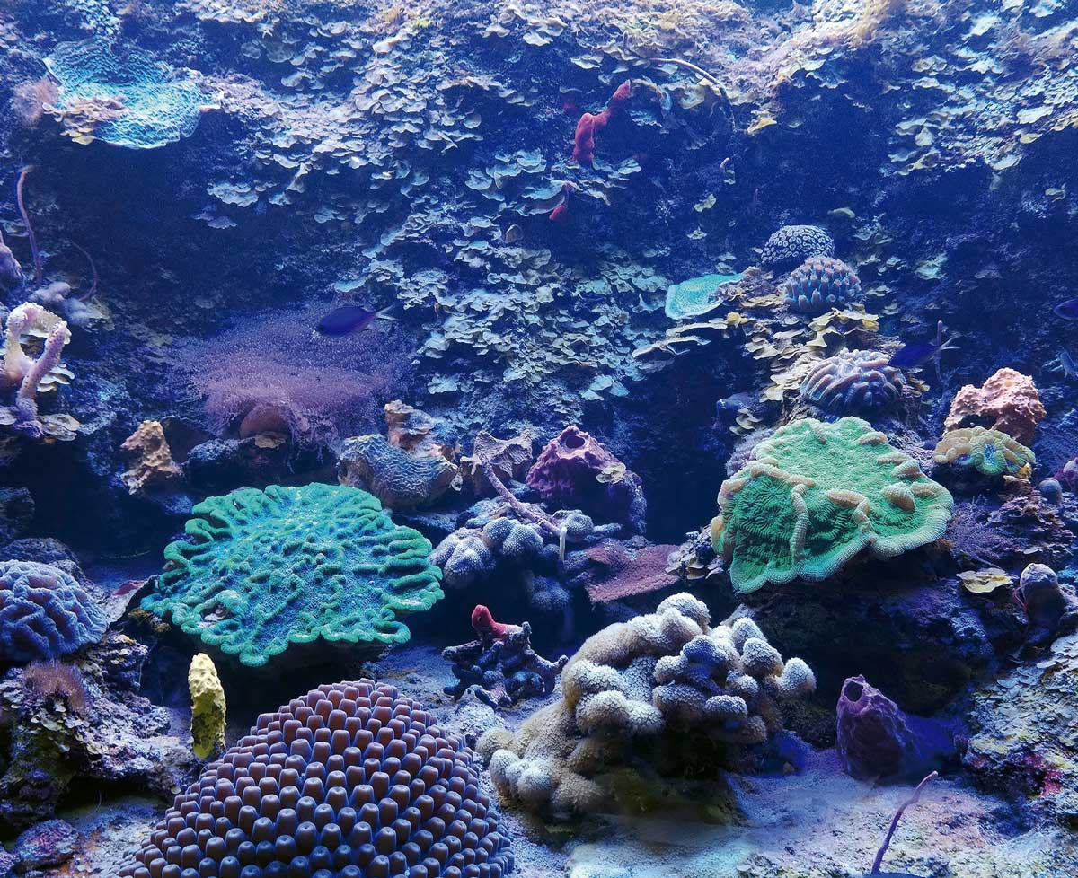 Los arrecifes de coral enfrentan la extinción hacia mediados de este siglo.