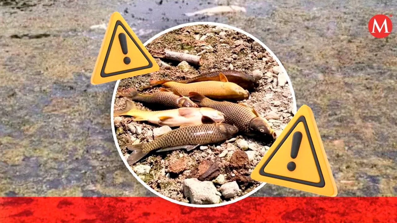 Decenas de peces han muerto en Plan de Ayala en San Felipe Orizatlán, Hidalgo
