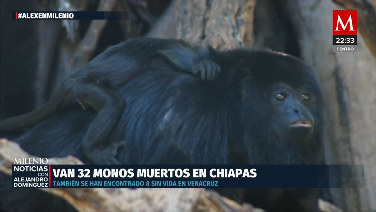 Se registran 32 monos saraguatos muertos en Chiapas, Veracruz y Tabasco