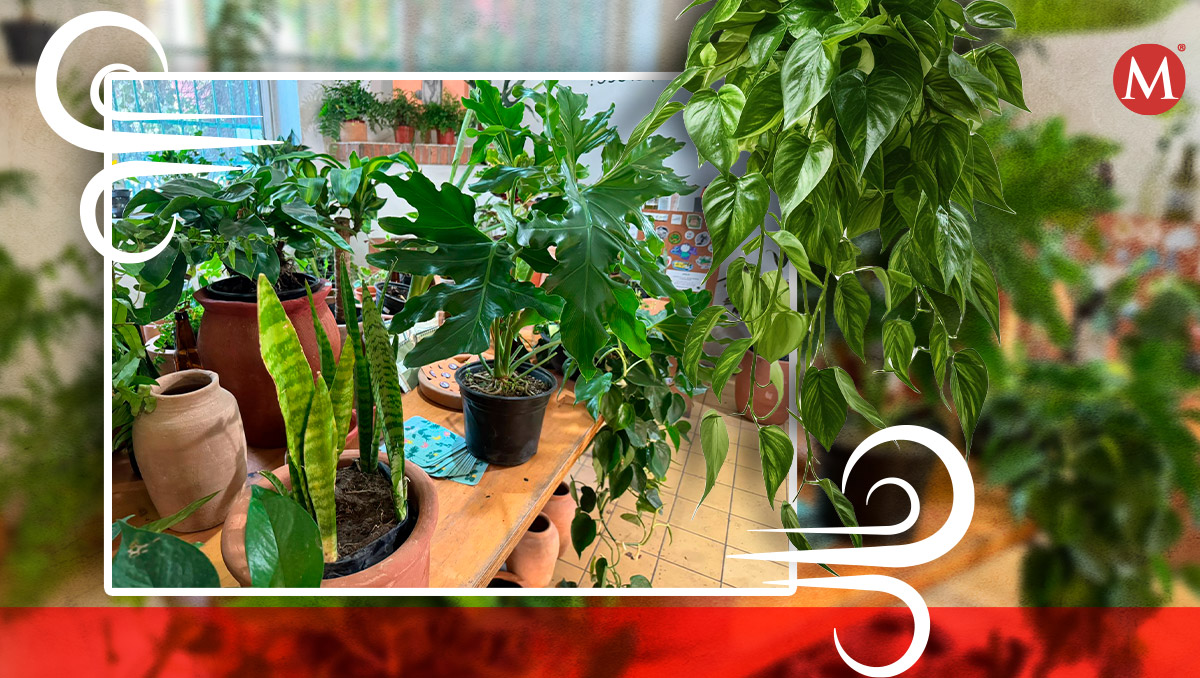 Vivero de Guadalajara recomienda plantas en el hogar para combatir el calor (Diana Barajas: Diseño Sam Martínez)